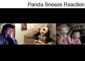Panda Sneeze Reaction, 2009